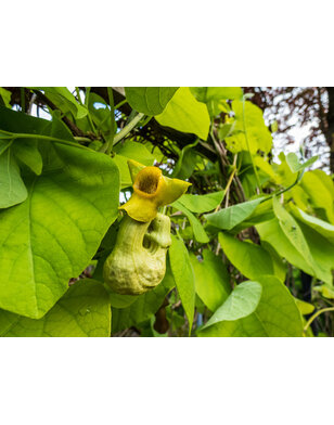 Duitse pijp - Aristolochia macrophylla