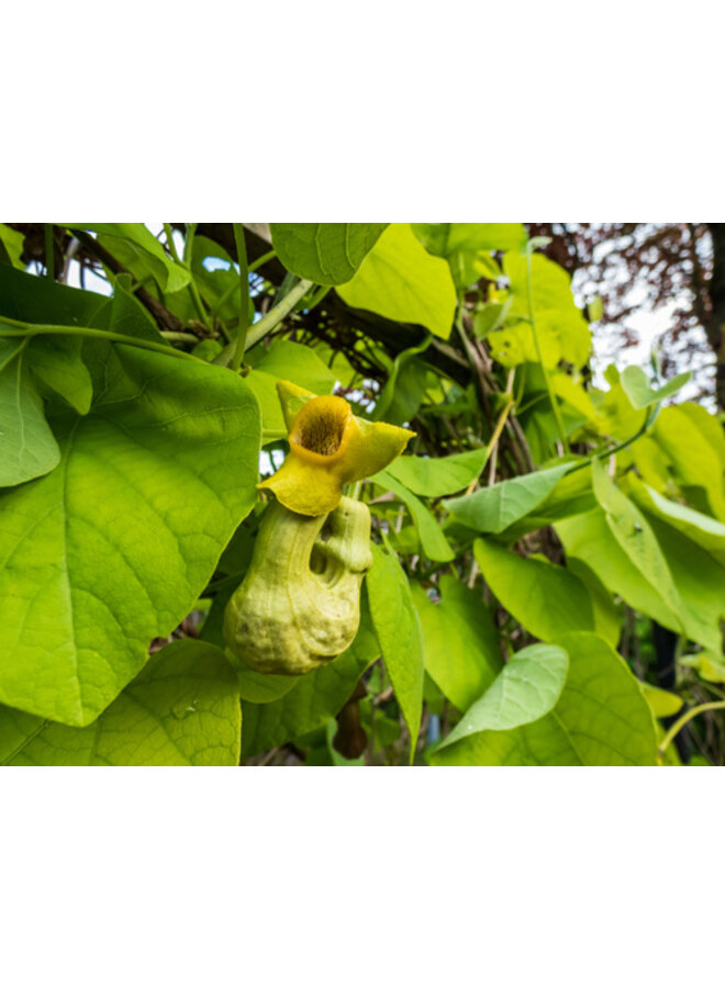 Duitse pijp - Aristolochia macrophylla