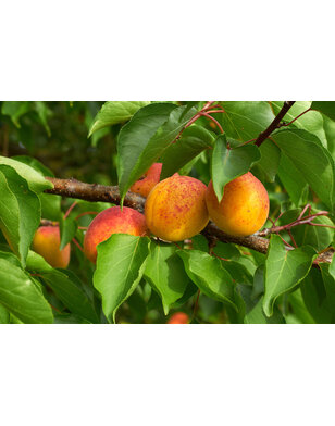 Abrikoos | Prunus armeniaca Goldrich