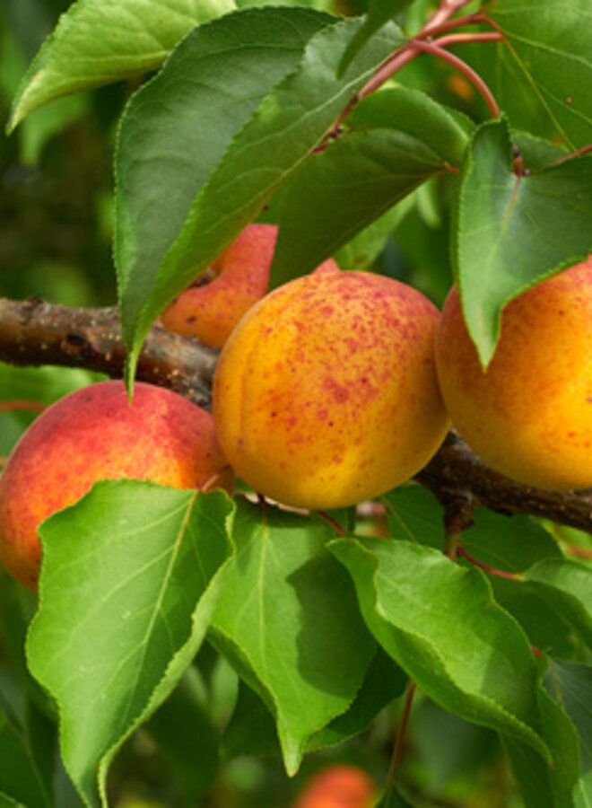 Abrikoos | Prunus armeniaca Goldrich