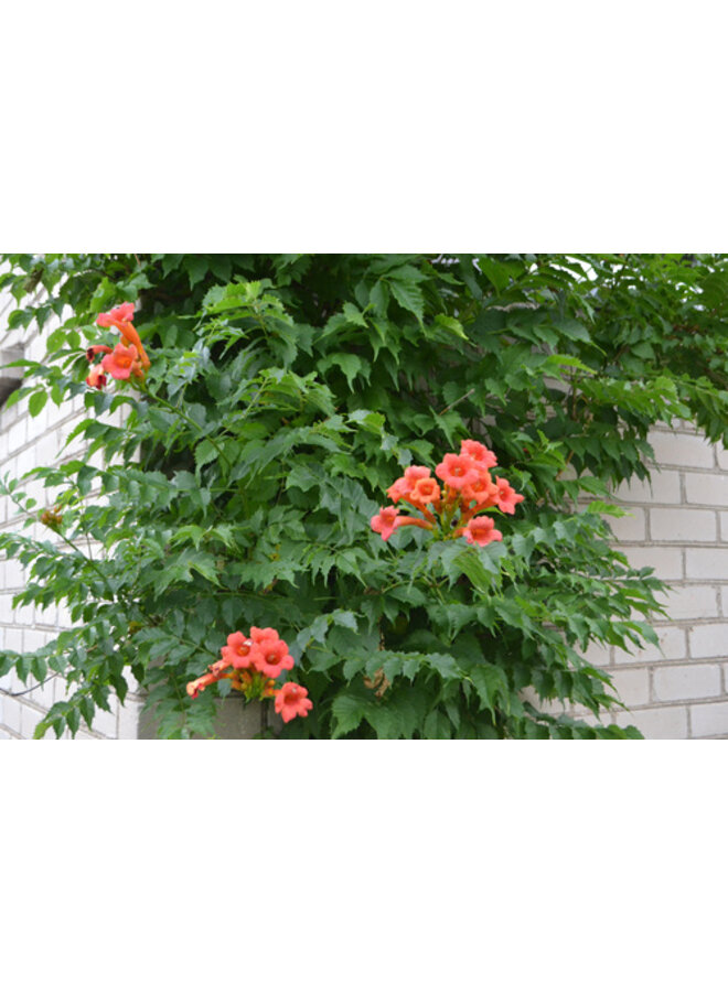 Trompetbloem - Campsis radicans