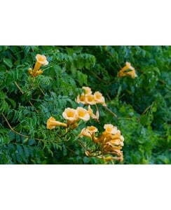 Trompetbloem - Campsis rad. Flava