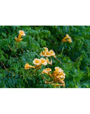 Trompetbloem - Campsis rad. Flava