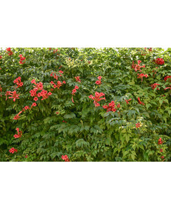 Trompetbloem - Campsis rad. Flamenco