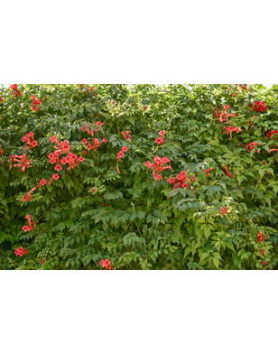 Trompetbloem - Campsis rad. Flamenco