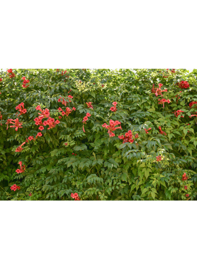 Trompetbloem - Campsis rad. Flamenco