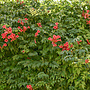 Trompetbloem - Campsis rad. Flamenco