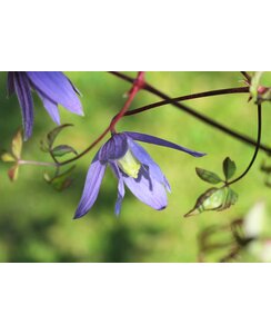 Bosrank - Clematis alpina