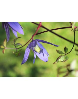 Bosrank - Clematis alpina