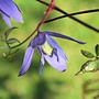 Bosrank - Clematis alpina