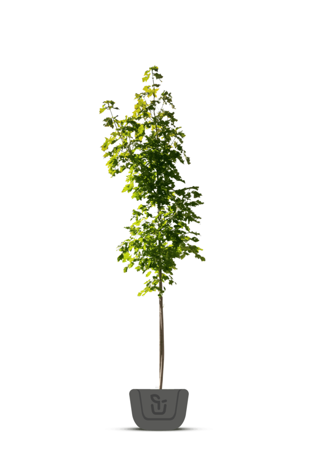 Esdoorn | Acer freemanii Celzam | Celebration