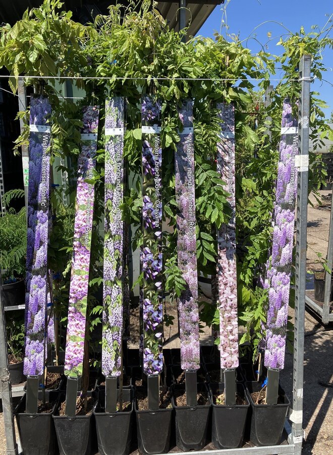 Blauwe regen | Wisteria frut. Longwood Purple
