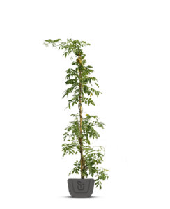 Witte regen | Wisteria macrostachya 'Clara Mack'