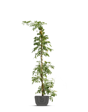 Witte regen | Wisteria macrostachya 'Clara Mack'