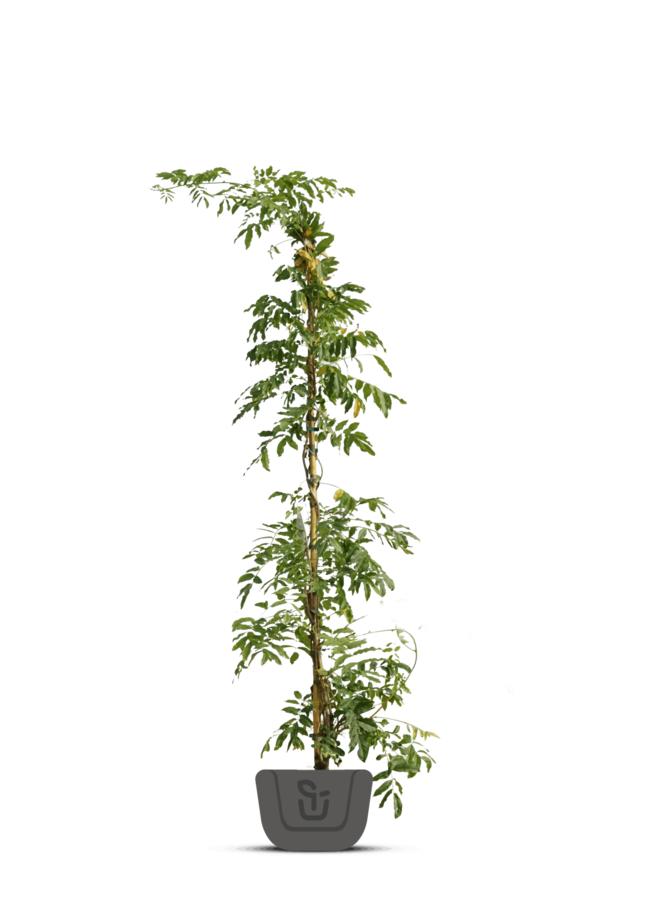 Witte regen | Wisteria macrostachya 'Clara Mack'