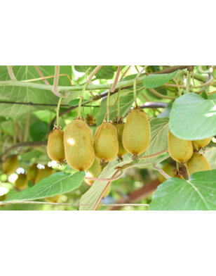Kiwi - Actinidia a. 'Issai'