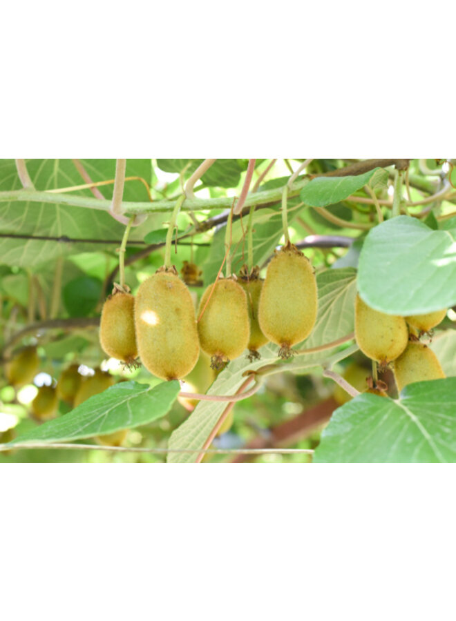 Kiwi - Actinidia a. 'Issai'