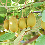 Kiwi - Actinidia a. 'Issai'