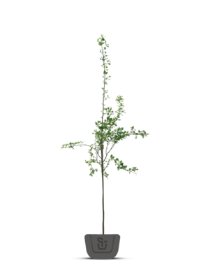 Lijsterbes | Sorbus auc. edulis