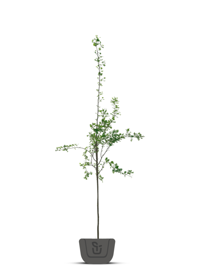 Lijsterbes | Sorbus auc. edulis