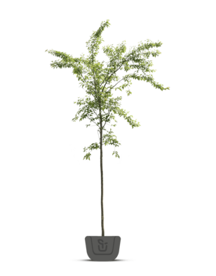 Sierkers | Prunus Umineko