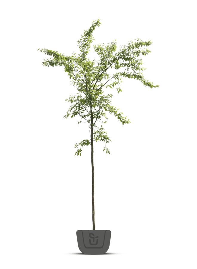 Sierkers | Prunus Umineko