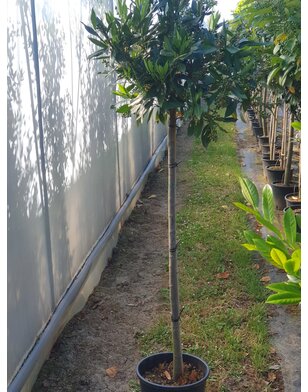 Bol laurier | Prunus laurocerasus Anbri