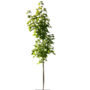 Esdoorn | Acer freemanii Armstrong