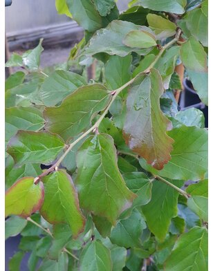 Perzisch ijzerhout | Parrotia persica Bella