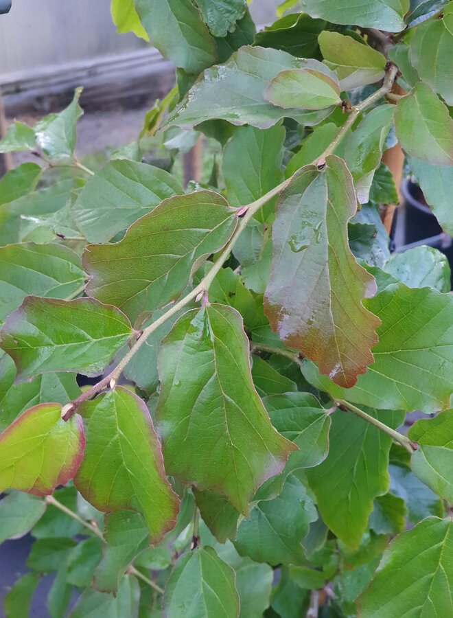 Perzisch ijzerhout | Parrotia persica Bella
