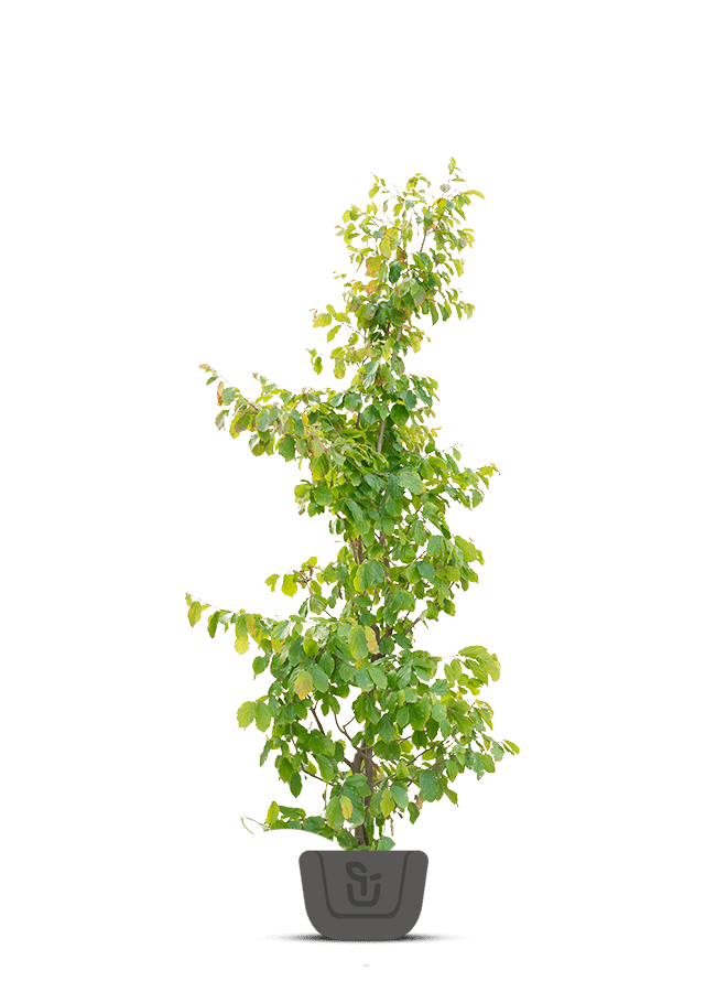 Perzisch ijzerhout | Parrotia persica Bella