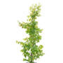 Perzisch ijzerhout | Parrotia persica Bella