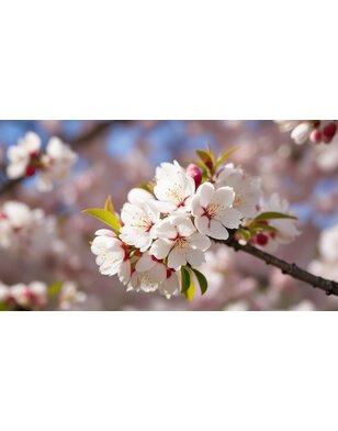 Sierkers | Prunus Umineko