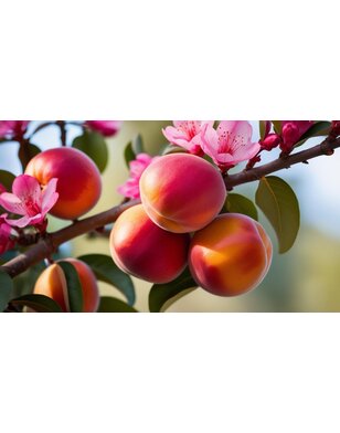 Nectarineboom | Prunus per. SuperQueen