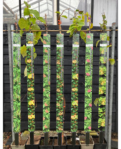 Kiwi - Actinidia d. Solo