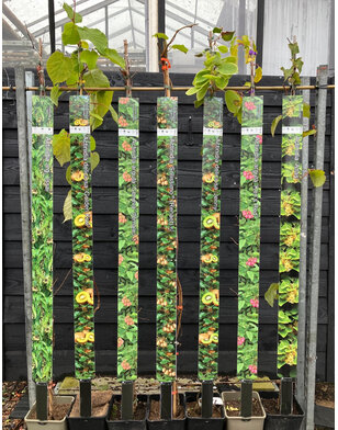 Kiwi - Actinidia d. Solo