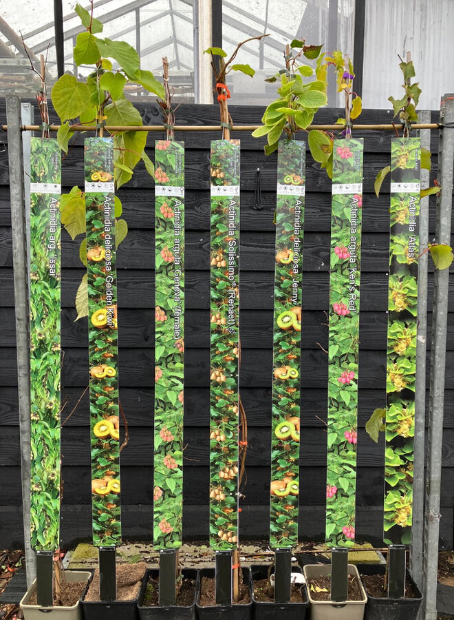 Kiwi - Actinidia a. 'Issai'