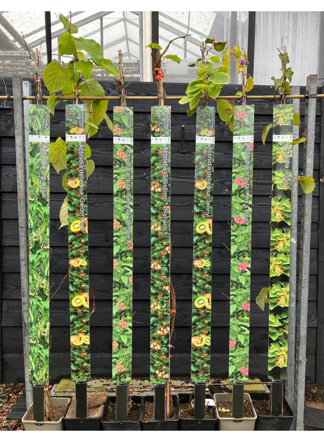 Kiwi - Actinidia a. Geneva