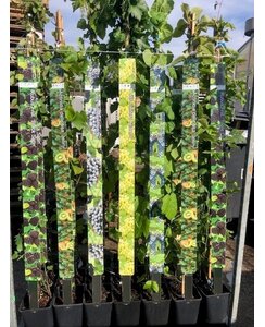 Witte Druif | Vitis vinifera Chasselas Blanc