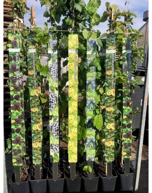 Druif | Vitis vinifera chasselas blanc