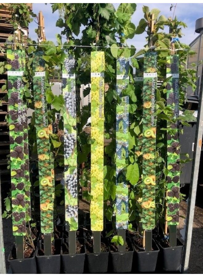 Witte Druif | Vitis vinifera Chasselas Blanc