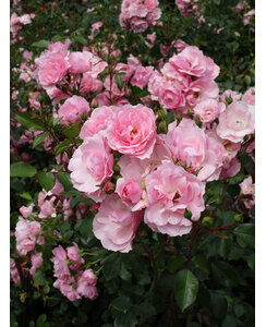 Klimroos | Rosa 'Climbing Bonica'