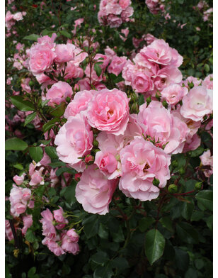 Klimroos | Rosa 'Climbing Bonica'