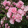 Klimroos | Rosa 'Climbing Bonica'