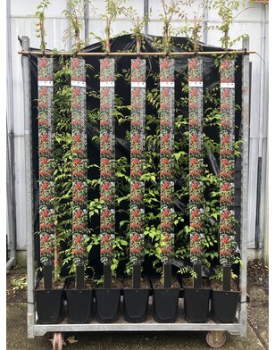 Trompetbloem - Campsis rad. Flamenco