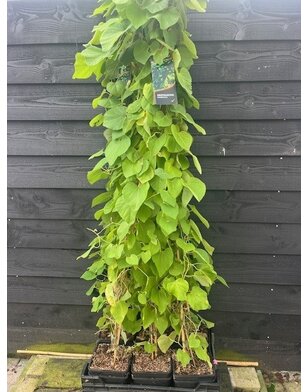 Duitse pijp - Aristolochia macrophylla