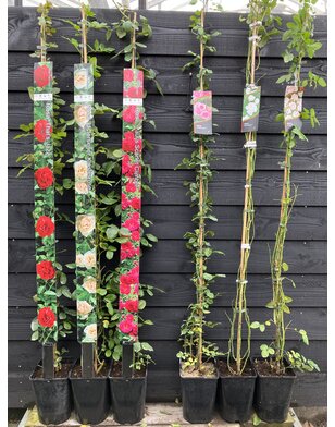 Klimroos | Rosa 'Climbing Snow Princess'