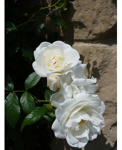 Klimroos | Rosa 'Climbing Snow Princess'