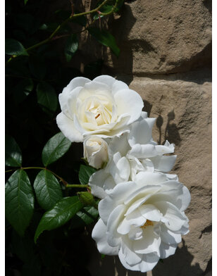 Klimroos | Rosa 'Climbing Snow Princess'