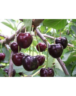 Oude kersenboom | Prunus avium Kordia